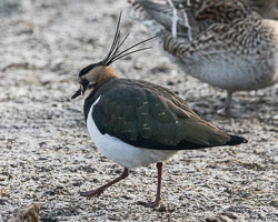 20170124Slimbridge0080.jpg