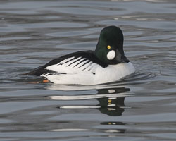 20170124Slimbridge0099.jpg