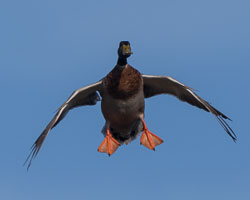 20170124Slimbridge0177-Edit.jpg