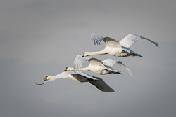 20170124Slimbridge0187.jpg