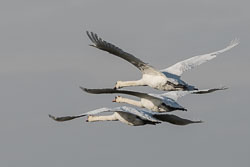 20170124Slimbridge0192.jpg