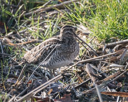 20170124Slimbridge0198.jpg