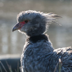 Slimbridge, January 2017 Slimbridge, January 2017