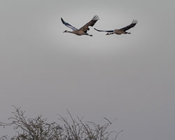 20170124Slimbridge0596.jpg