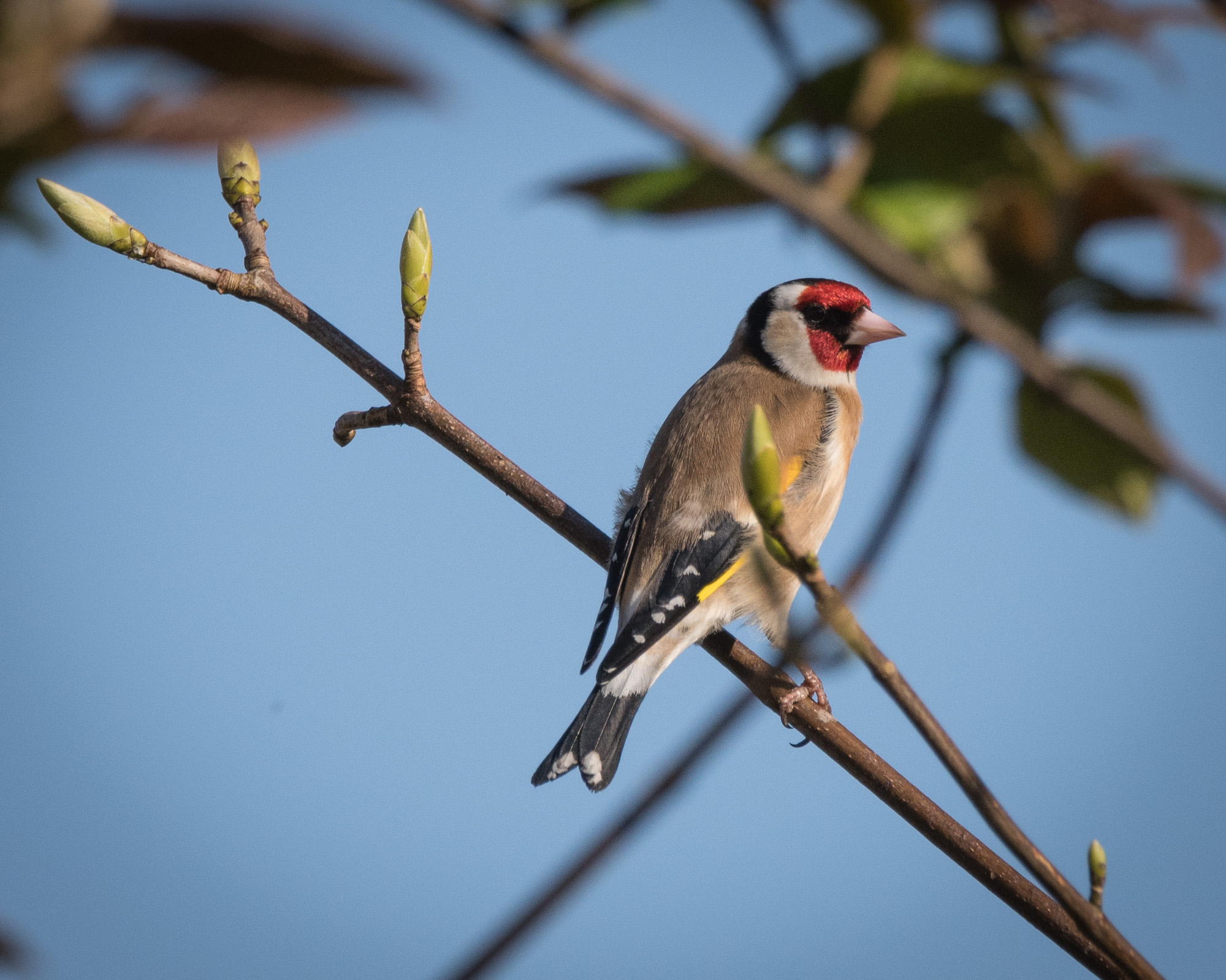 20170408GardenBirds0824.jpg