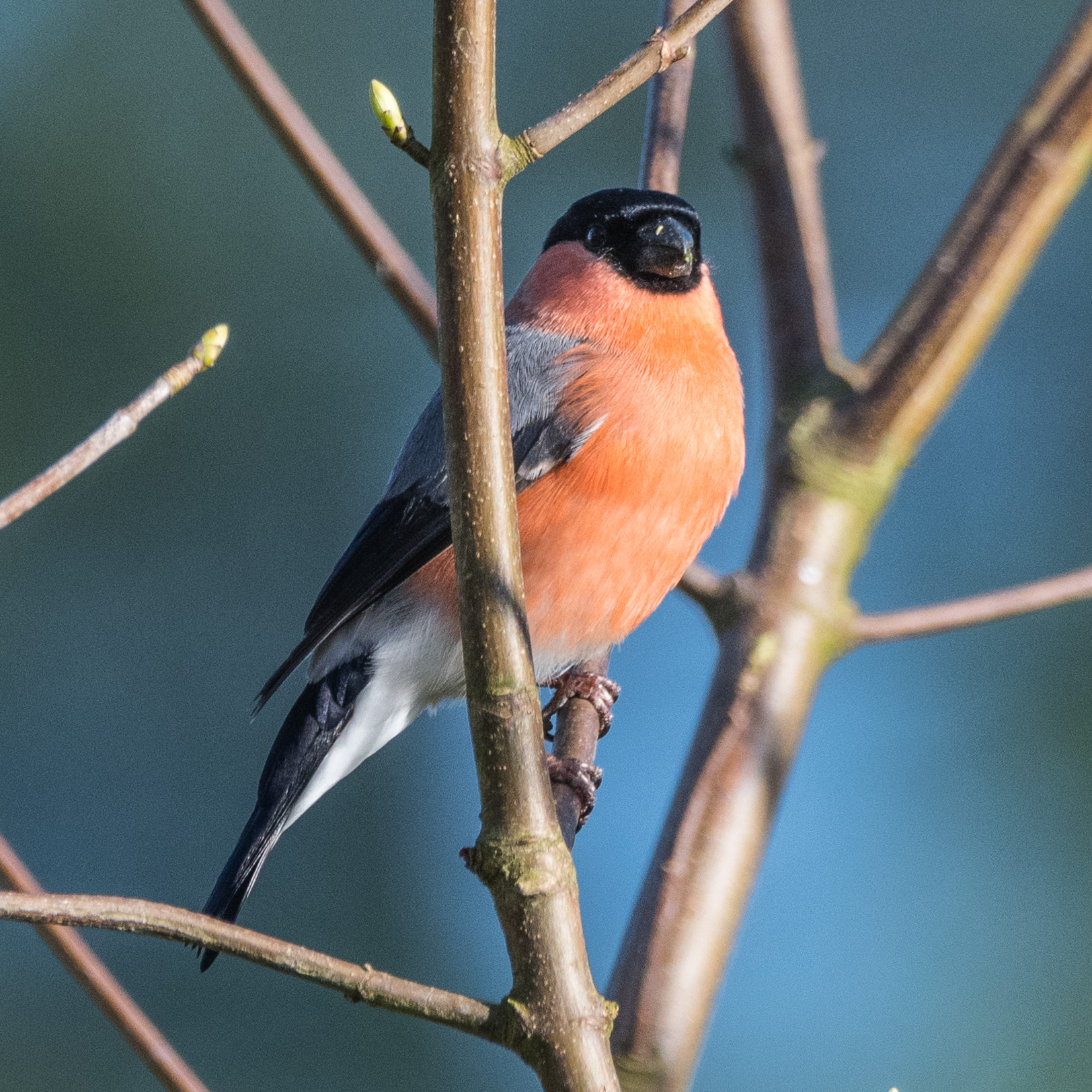 20170408GardenBirds0861.jpg