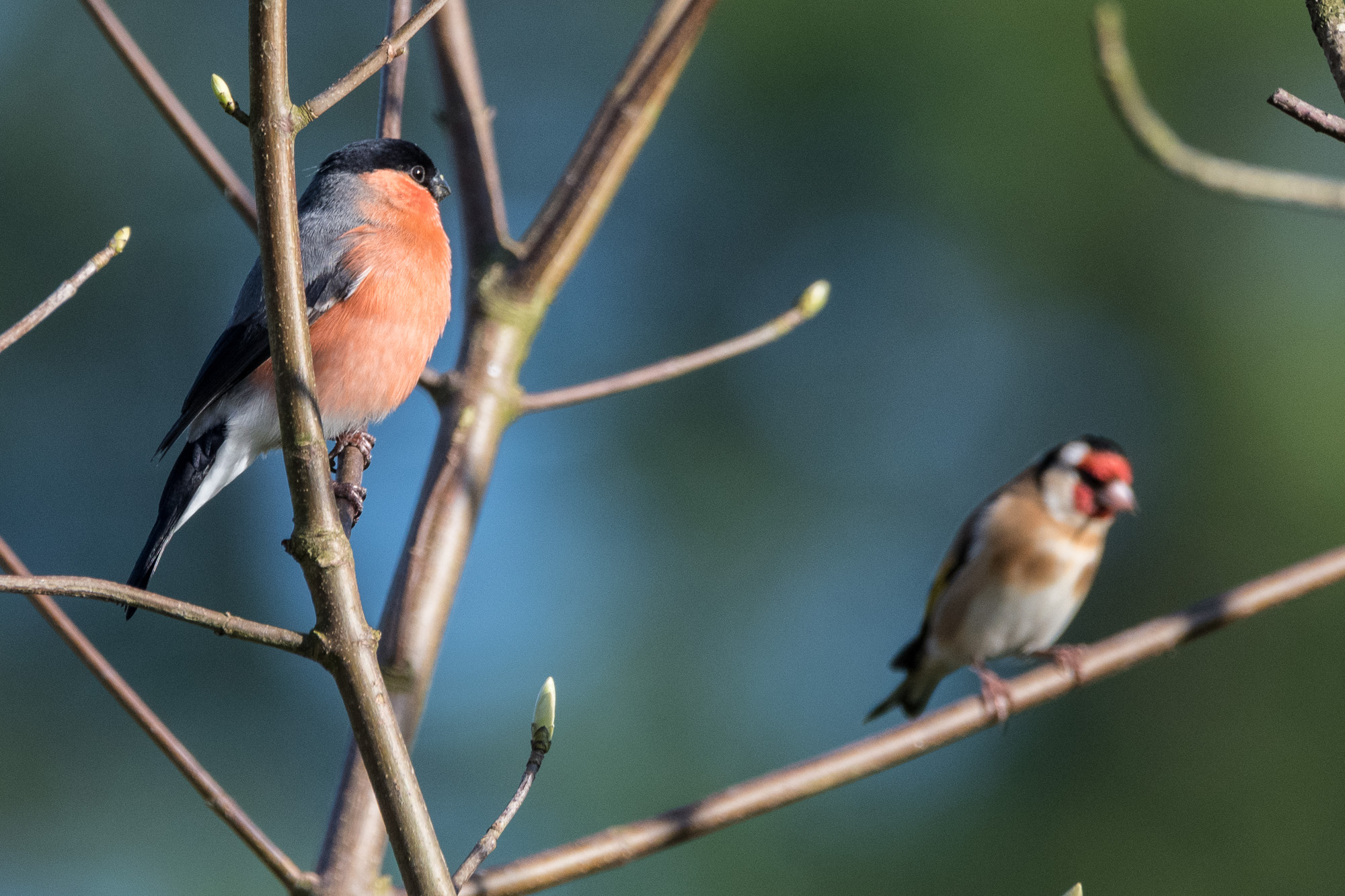 20170408GardenBirds0862.jpg