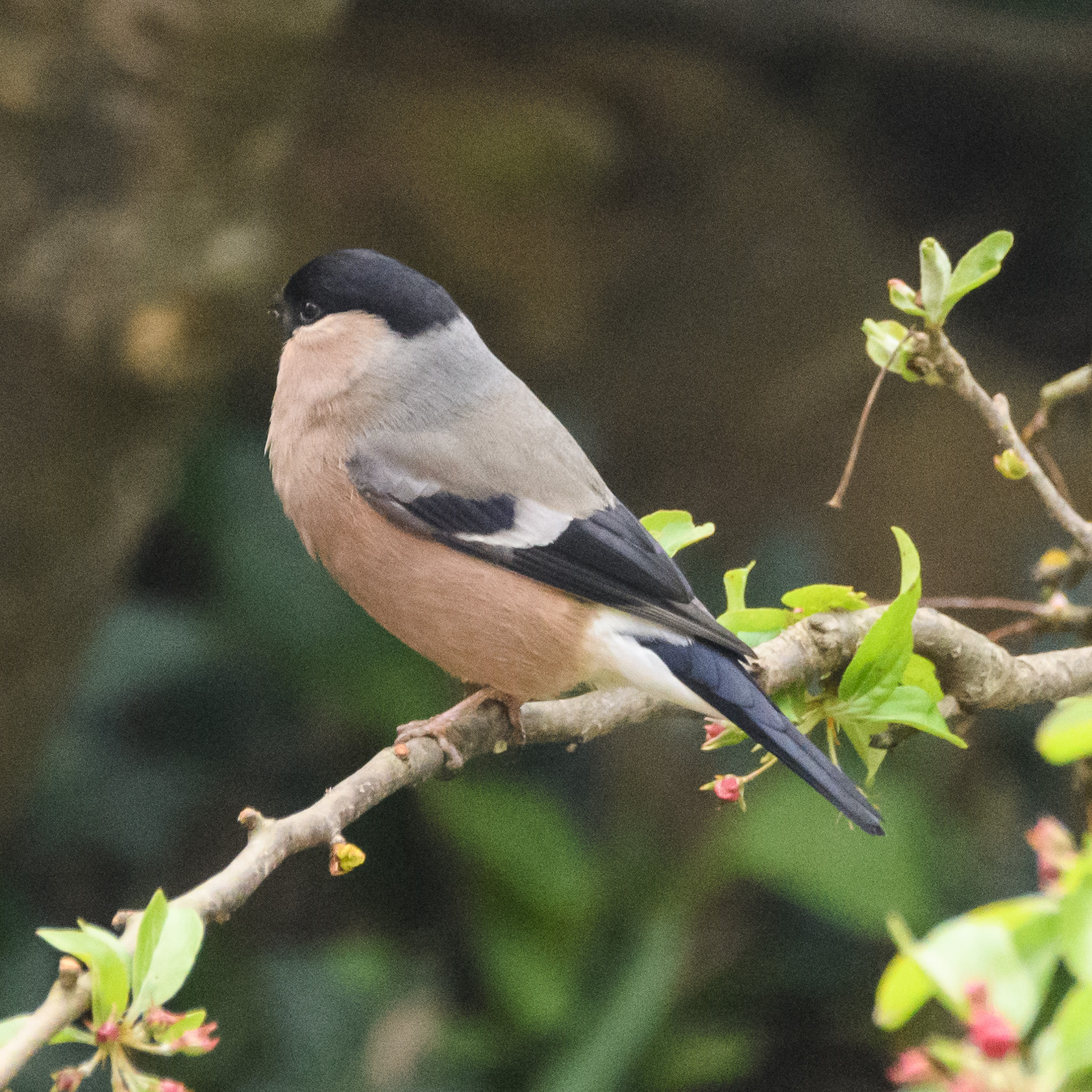 20170412GardenBirds0838.jpg