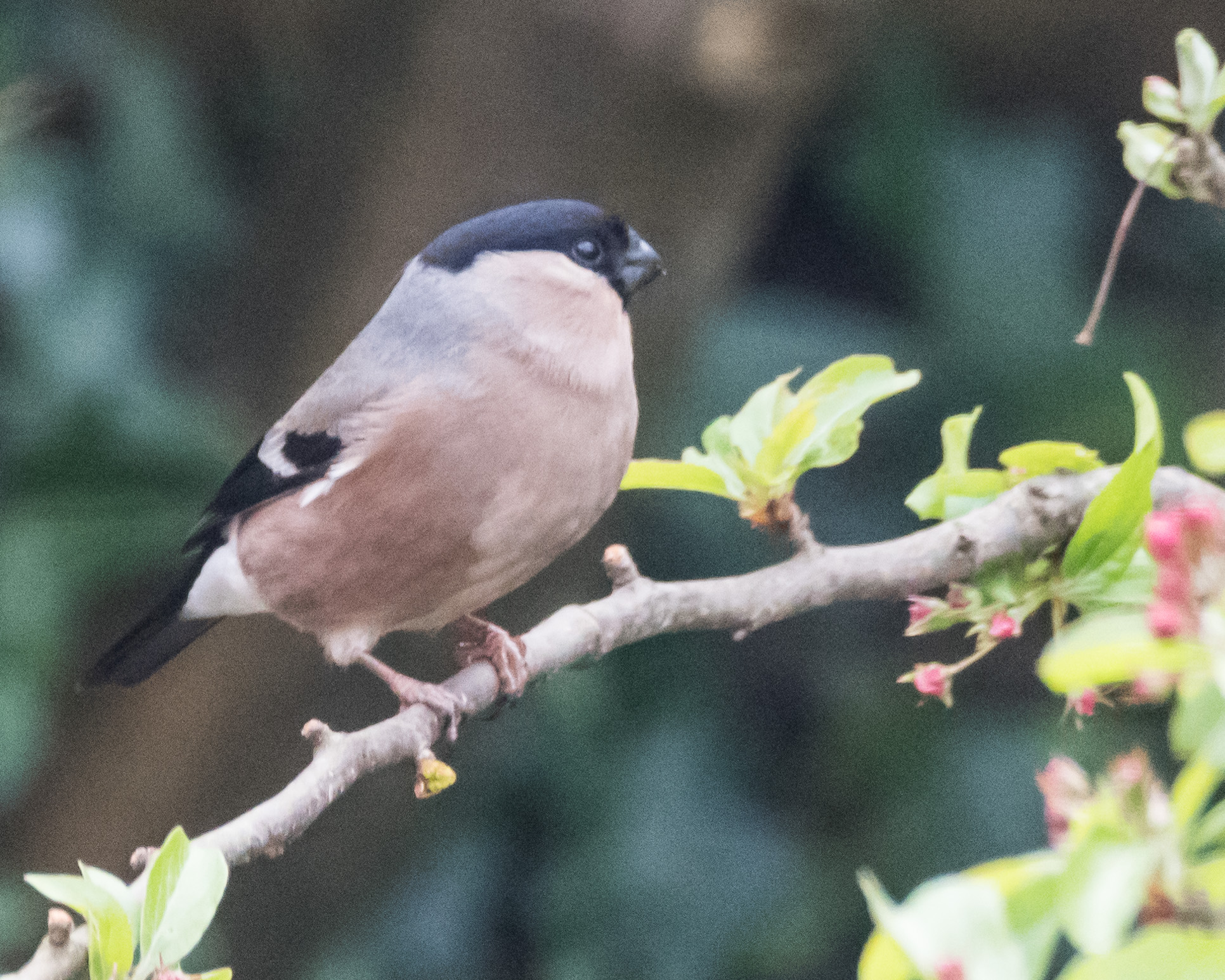 20170412GardenBirds0860.jpg