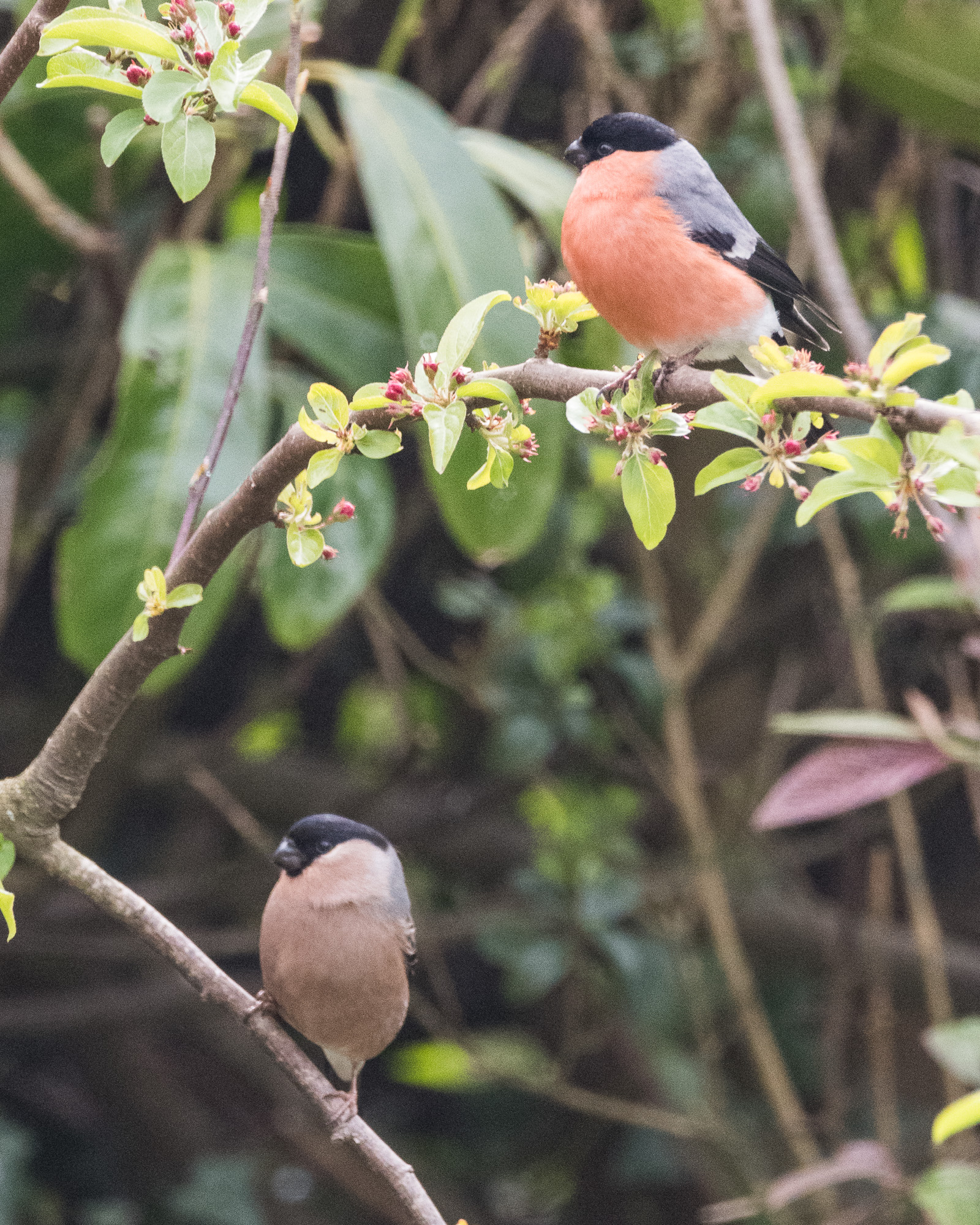 20170412GardenBirds0882.jpg