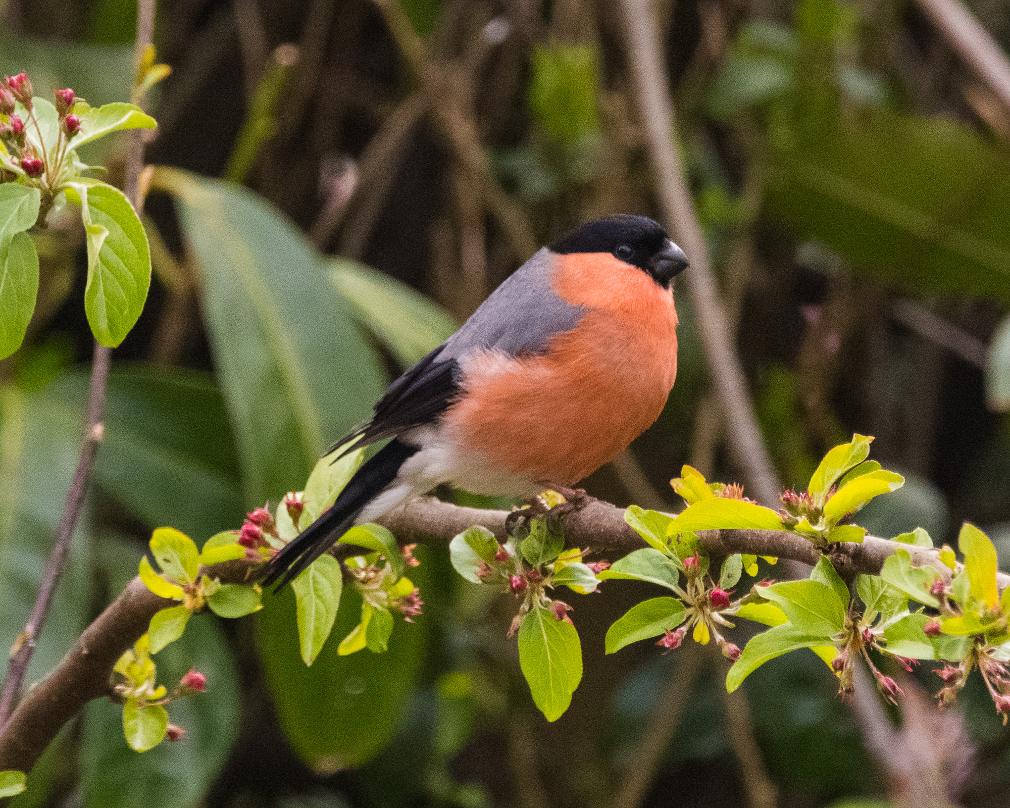 20170412GardenBirds0897.jpg