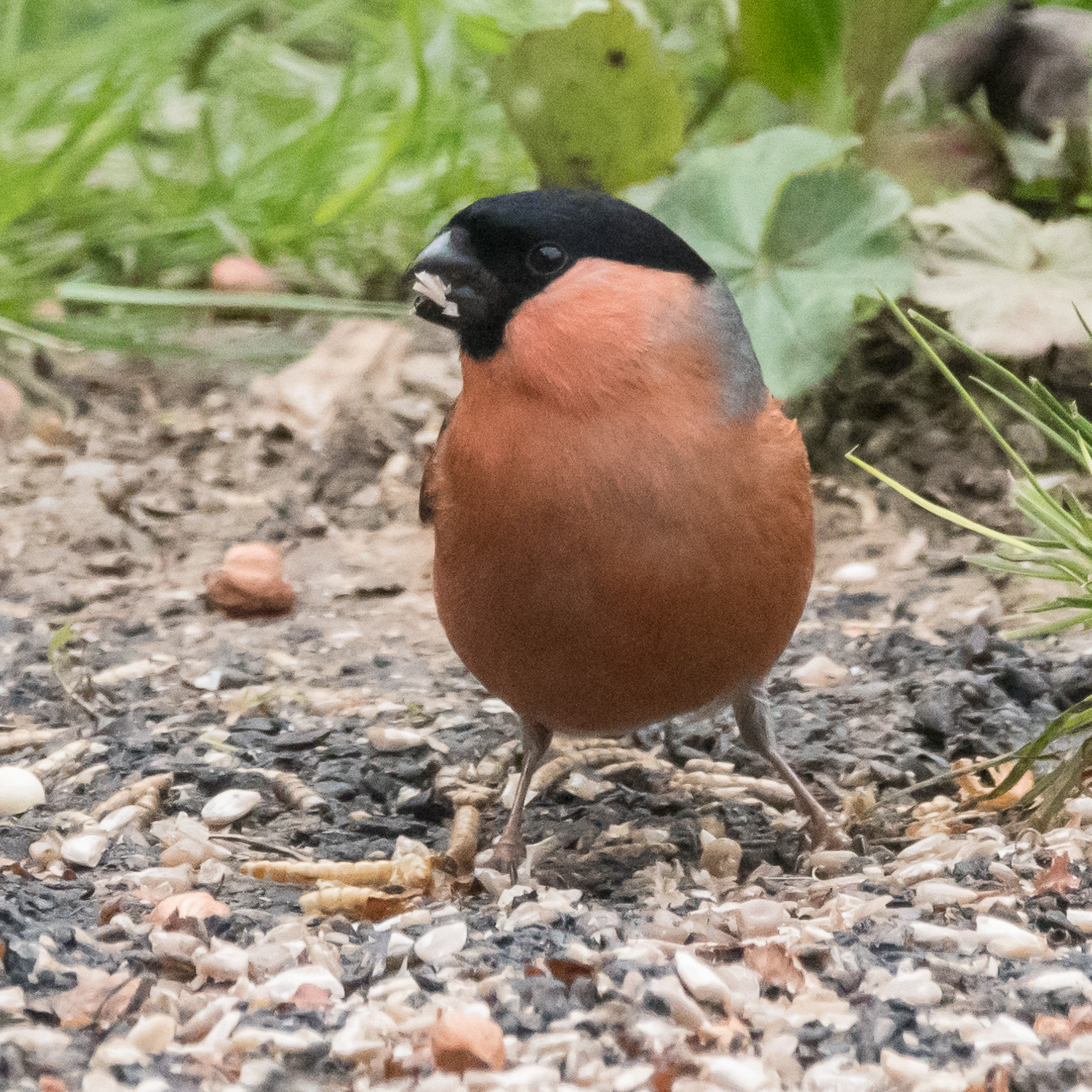 20170412GardenBirds0905.jpg