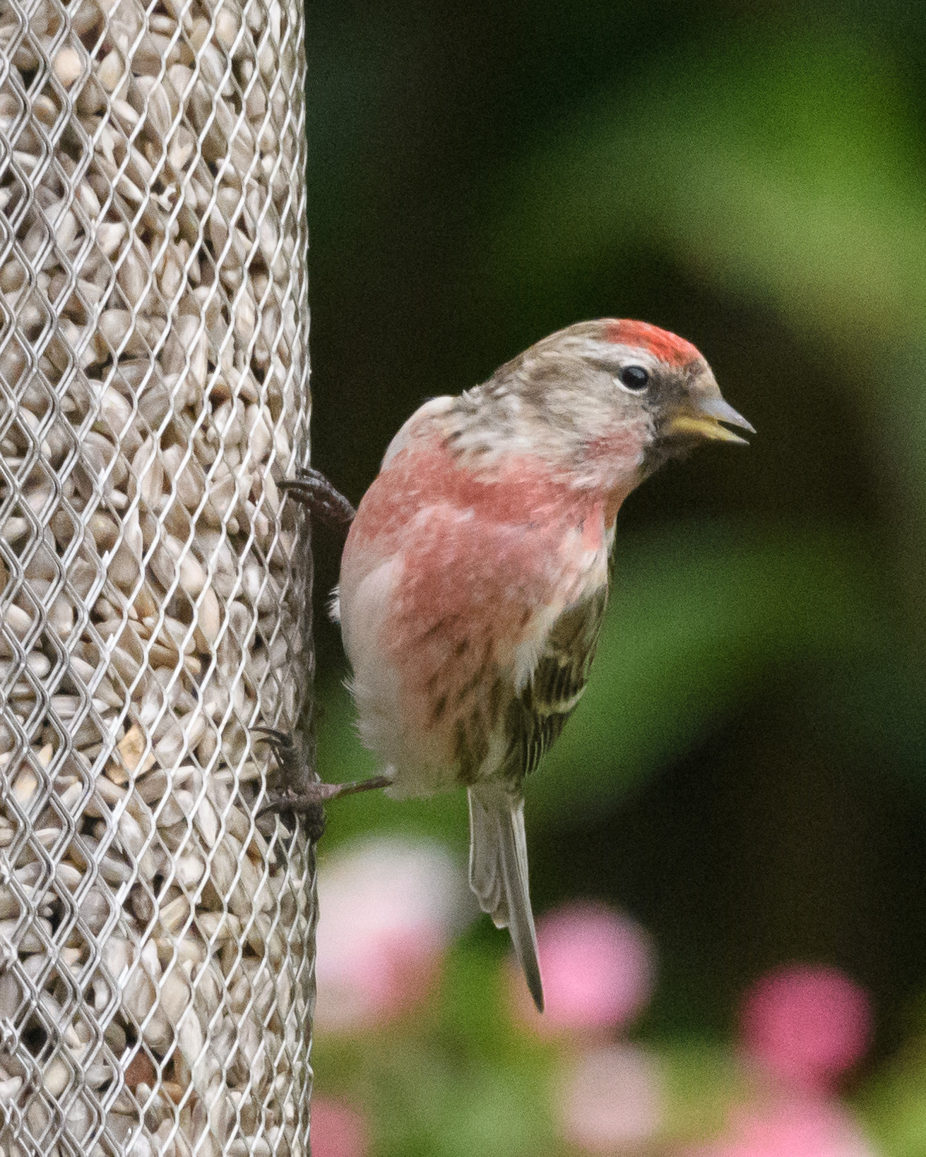 20170429GardenBirds0002.jpg