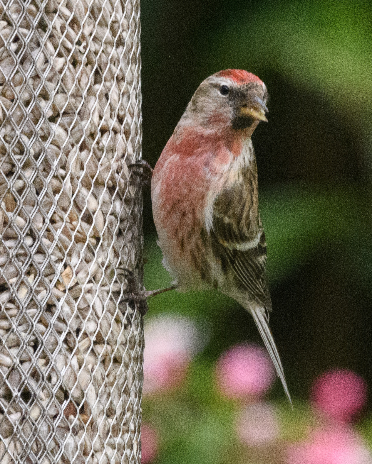 20170429GardenBirds0008.jpg