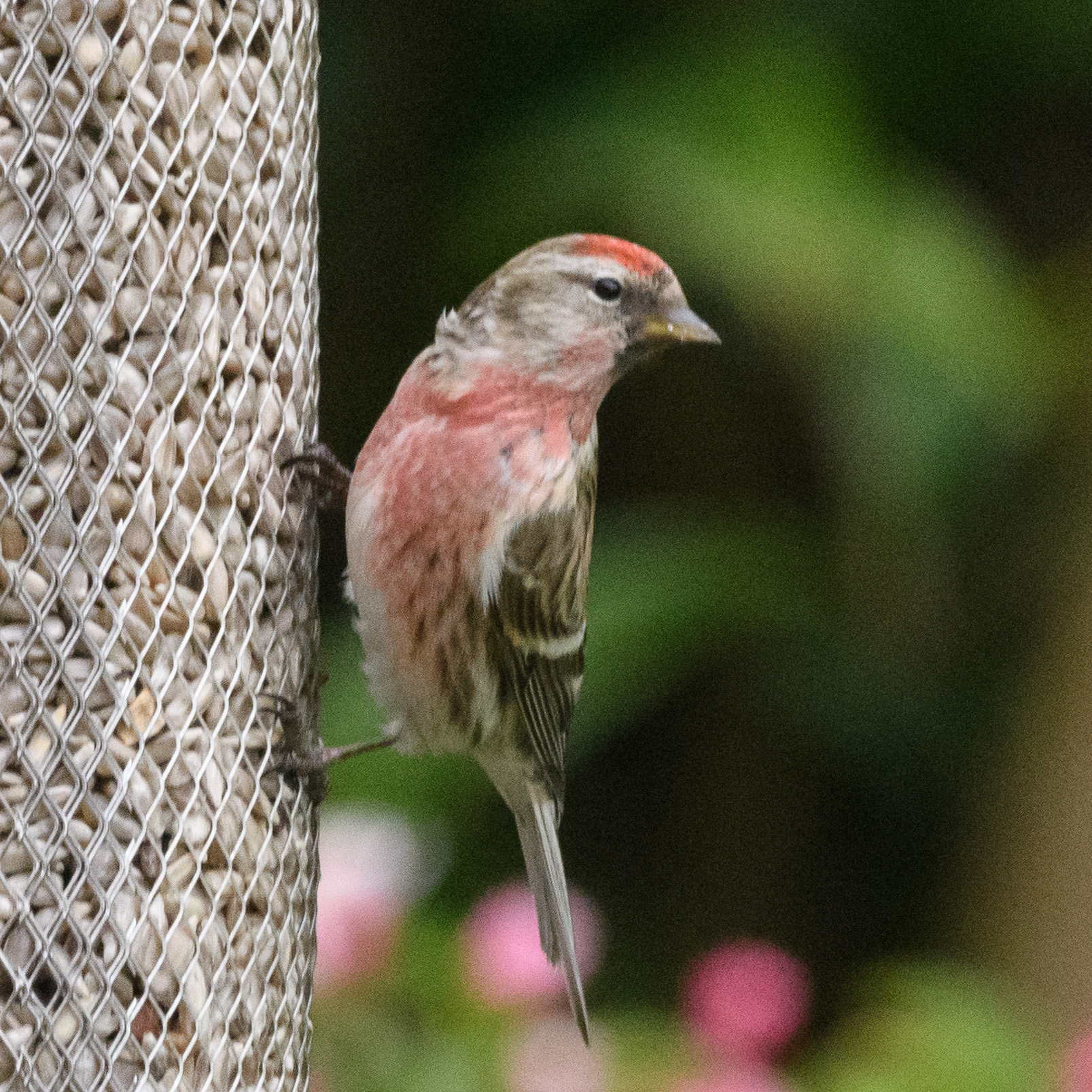 20170429GardenBirds0011.jpg