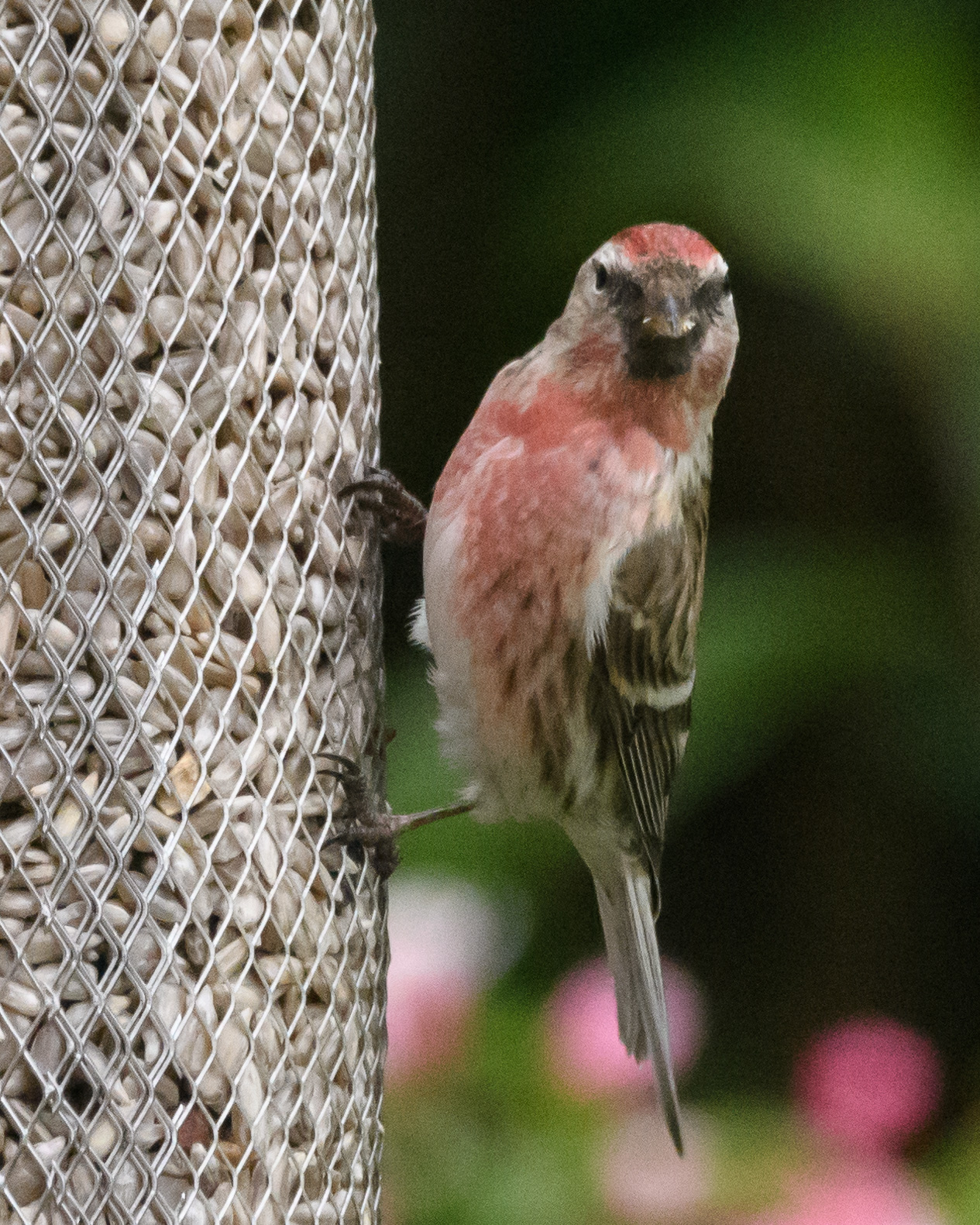 20170429GardenBirds0012.jpg