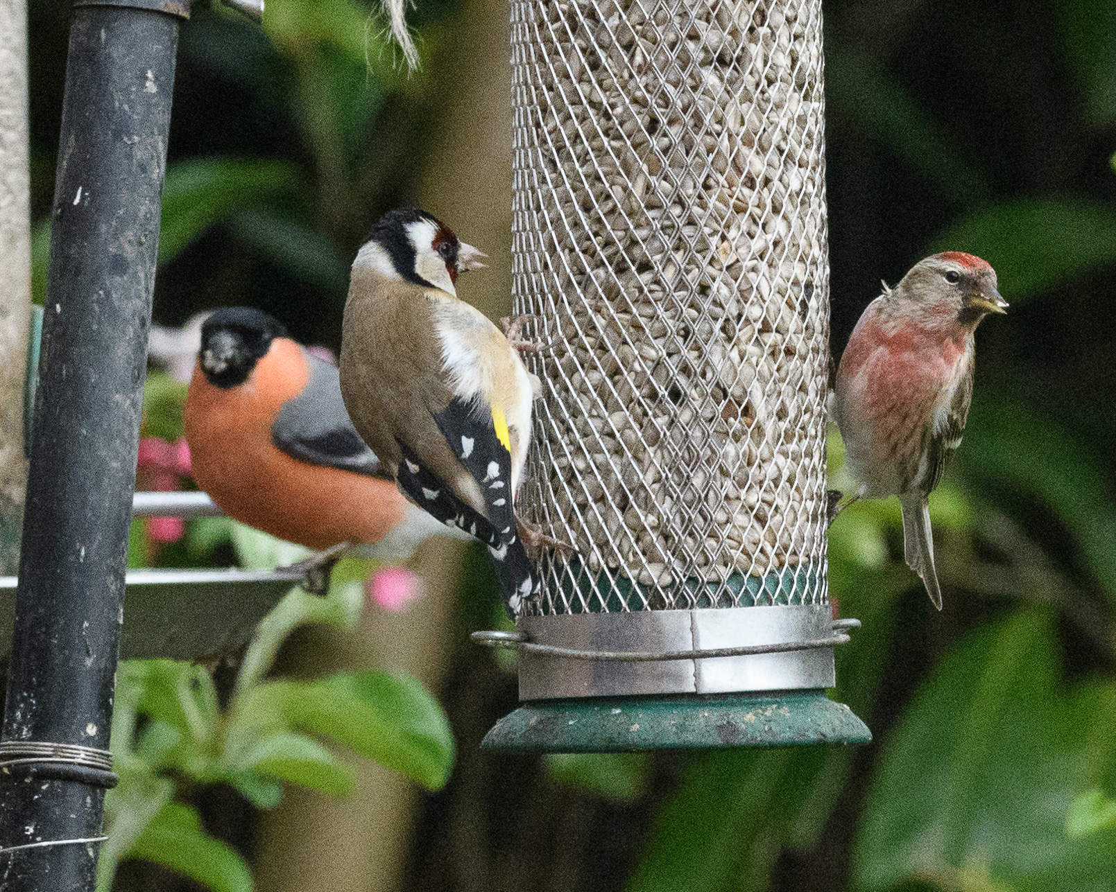 20170429GardenBirds0015.jpg