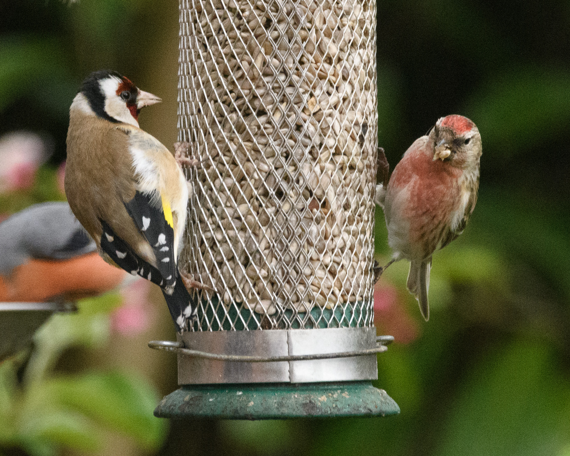 20170429GardenBirds0016.jpg