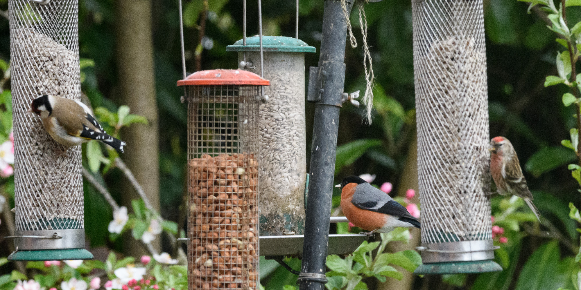 20170429GardenBirds0024.jpg