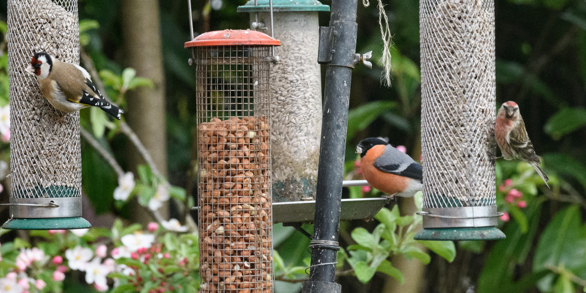 20170429GardenBirds0026.jpg