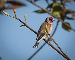 20170408GardenBirds0824.jpg