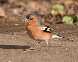 20170408GardenBirds0846.jpg