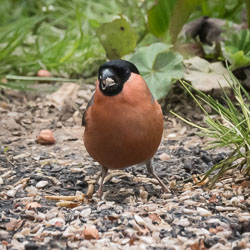 20170412GardenBirds0904.jpg 20170412GardenBirds0904.jpg