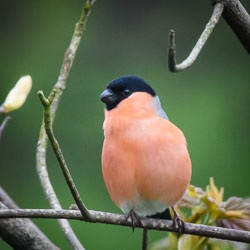 20170423GardenBirds0001.jpg 20170423GardenBirds0001.jpg