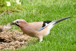 20170423GardenBirds0011.jpg 20170423GardenBirds0011.jpg