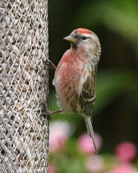 Garden Birds, April 2017 Garden Birds, April 2017