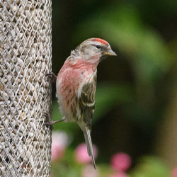 20170429GardenBirds0011.jpg 20170429GardenBirds0011.jpg