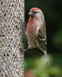 20170429GardenBirds0029.jpg 20170429GardenBirds0029.jpg