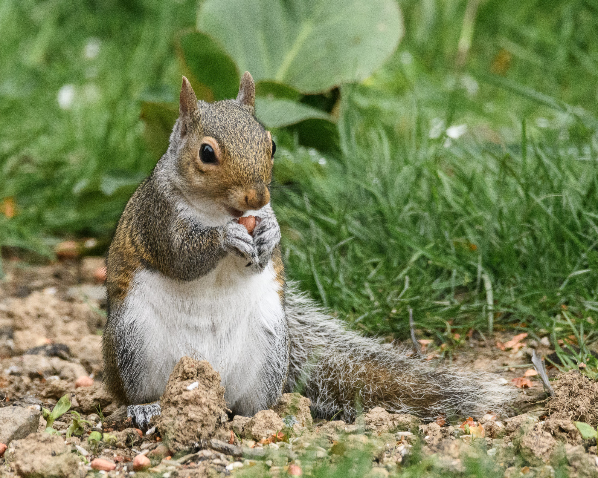 20170512GardenWildlife0007.jpg