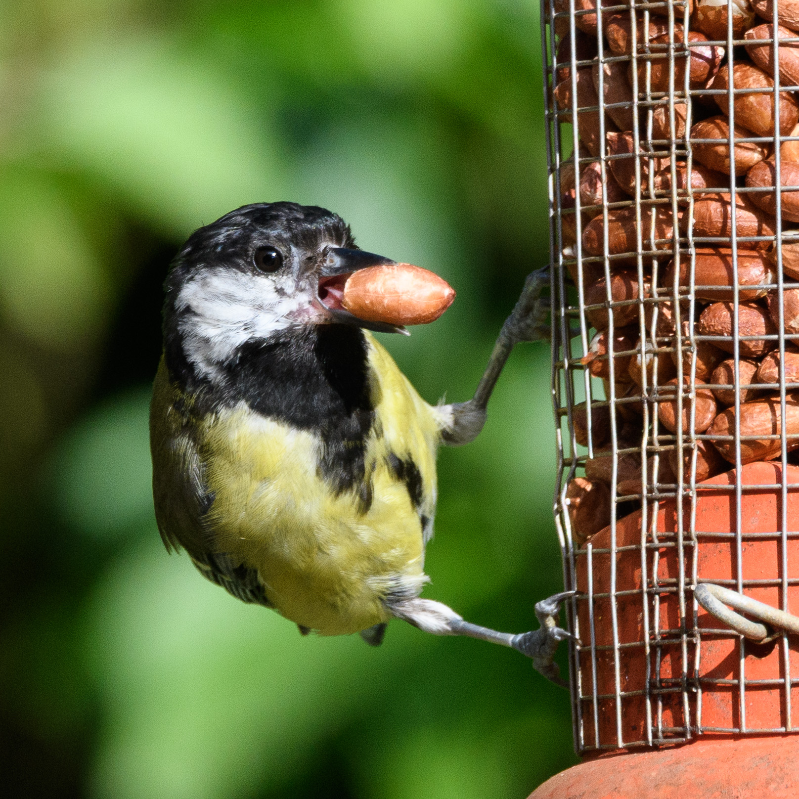 20170527GardenWildlife0061.jpg