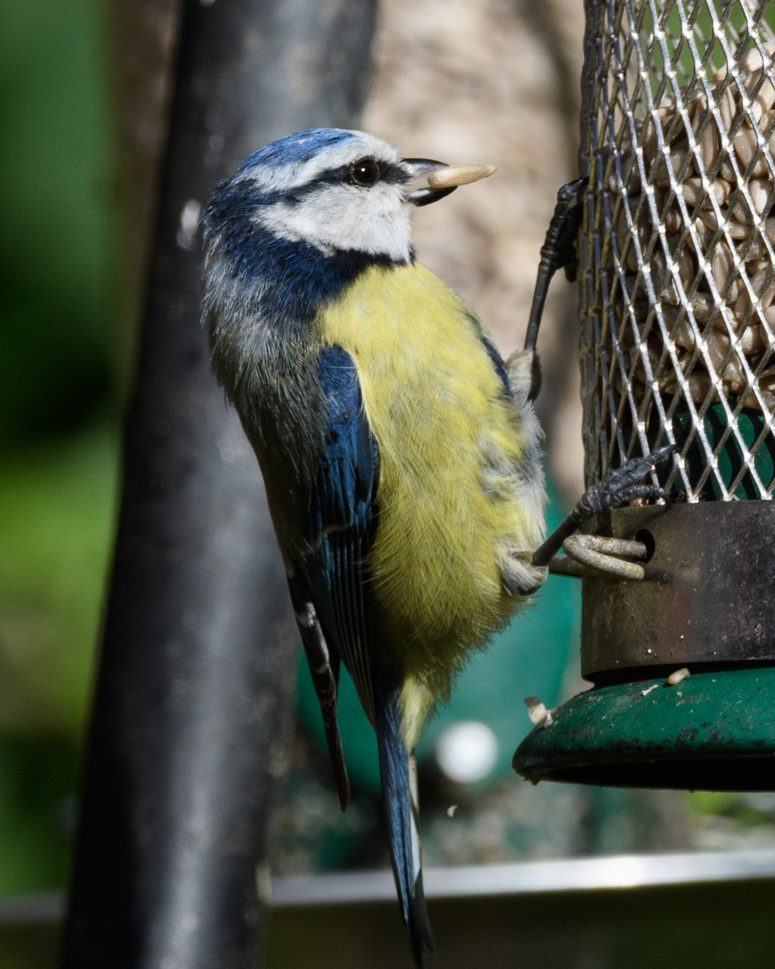 20170527GardenWildlife0080.jpg