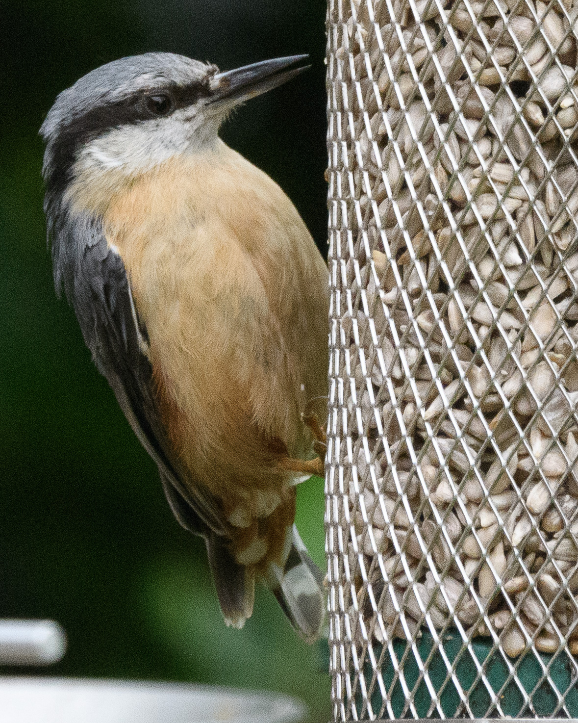 20170529GardenWildlife0090.jpg