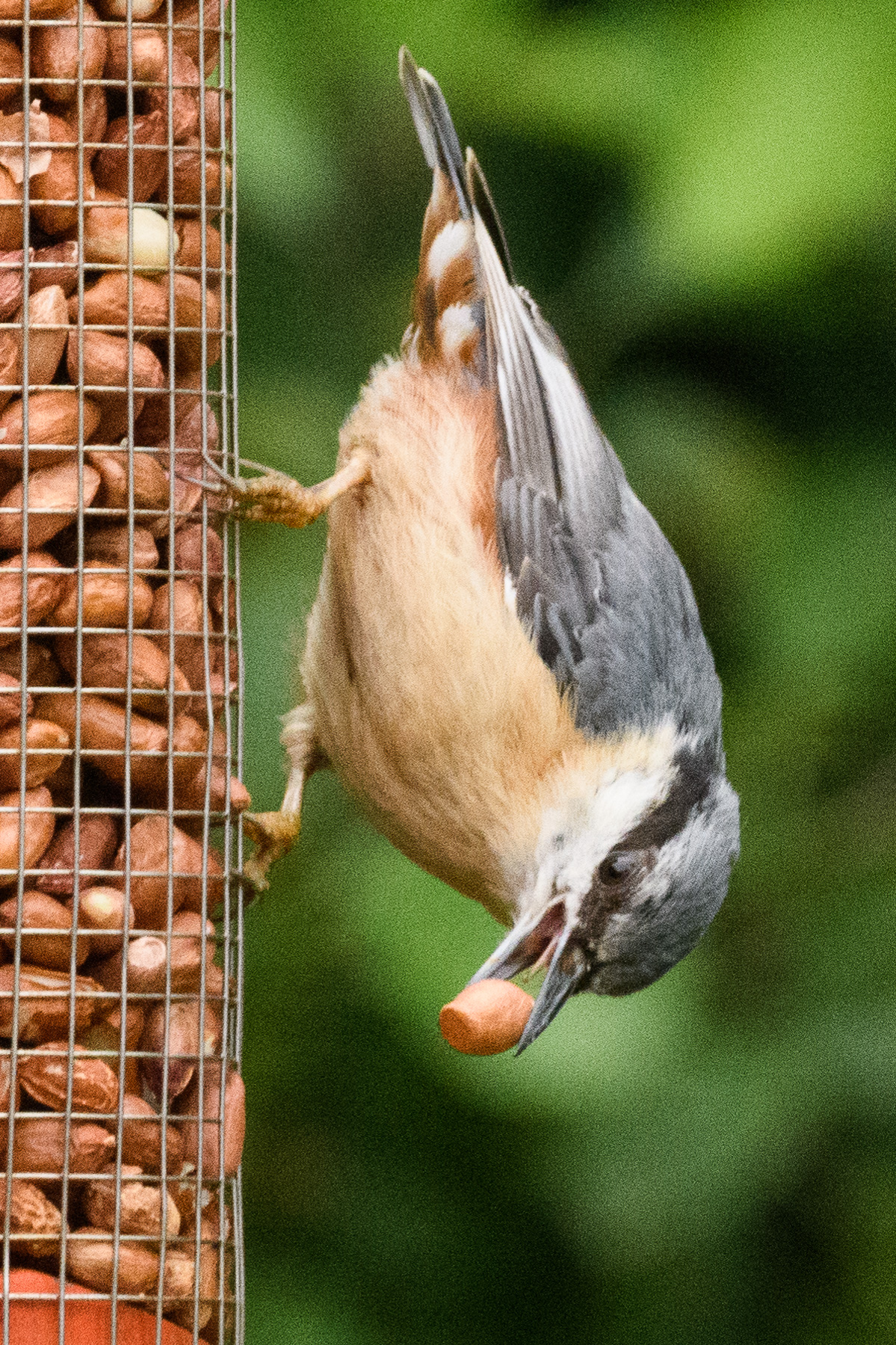 20170529GardenWildlife0105.jpg