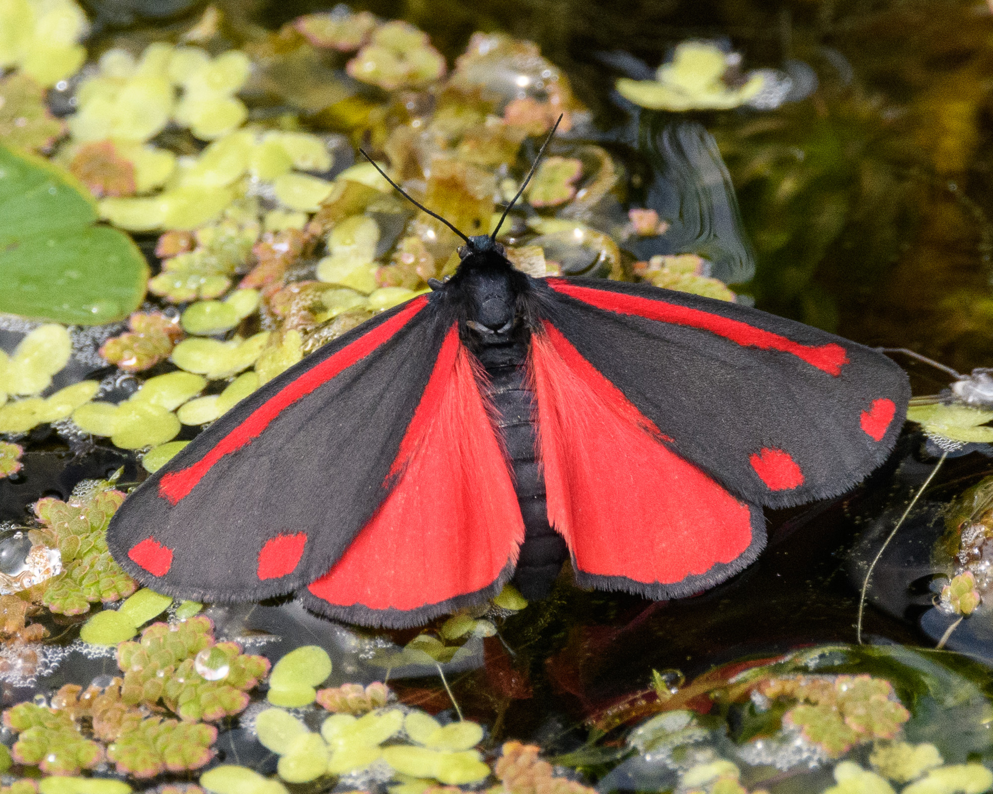 20170601GardenWildlife0132.jpg