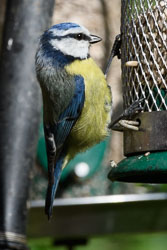 Garden Wildlife, May 2017