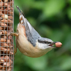Garden Wildlife, May 2017 Garden Wildlife, May 2017