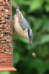 20170529GardenWildlife0111.jpg