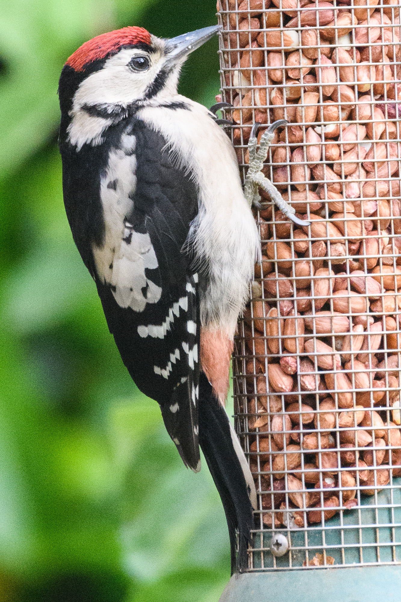 20170611GardenBirds0024.jpg