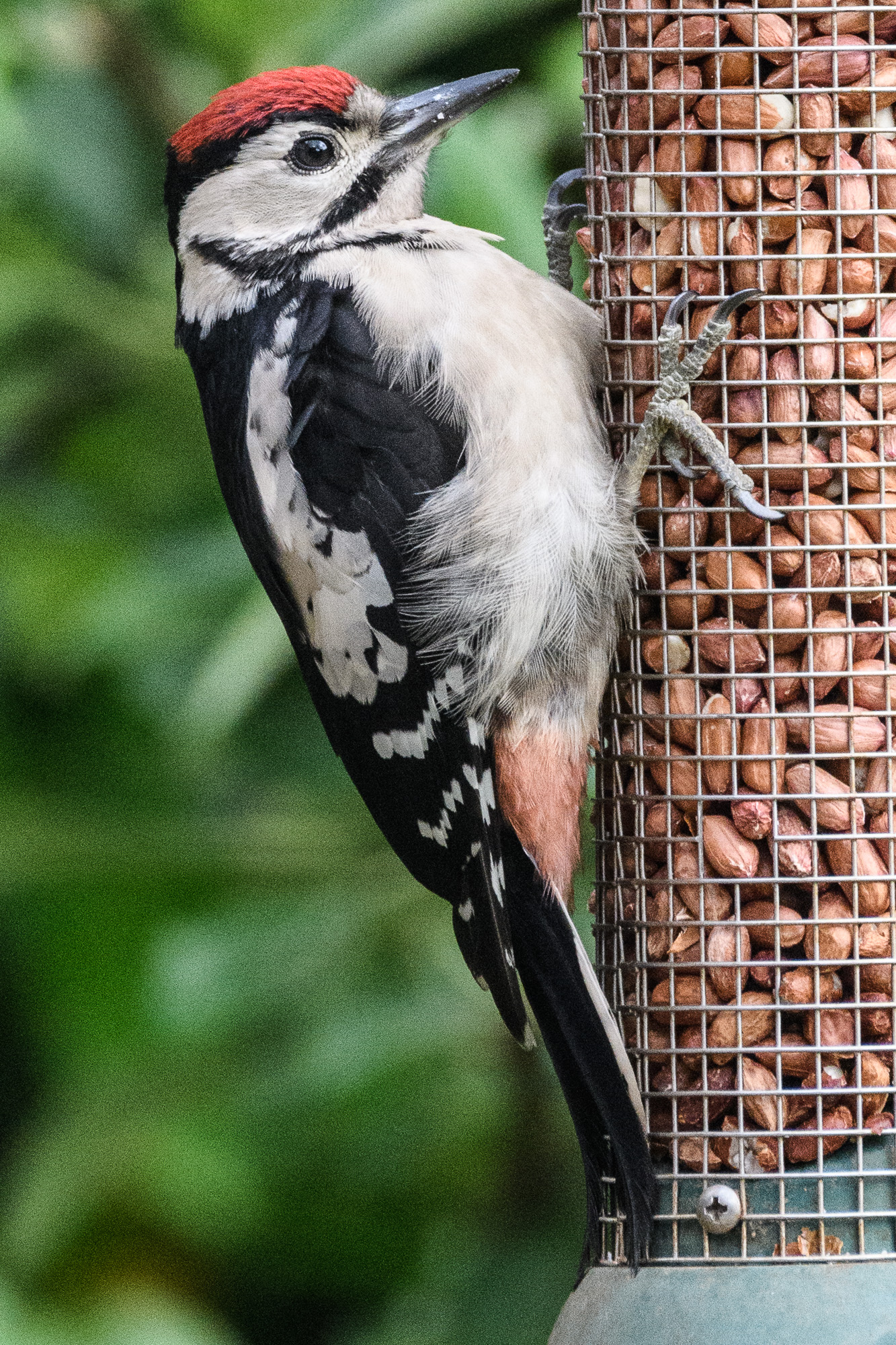 20170611GardenBirds0031.jpg