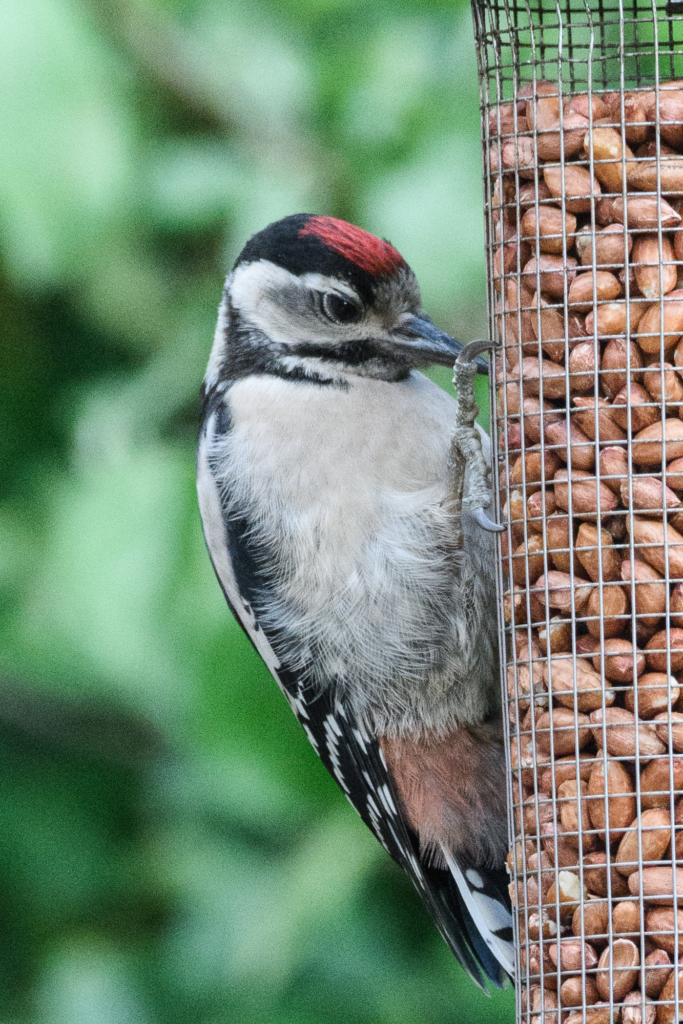 20170611GardenBirds0033.jpg