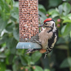 Great Spotted Woodpeckers, June 2017