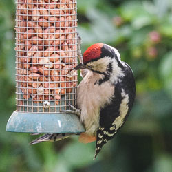 20170612Woodpecker0007.jpg