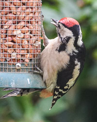 20170612Woodpecker0008.jpg