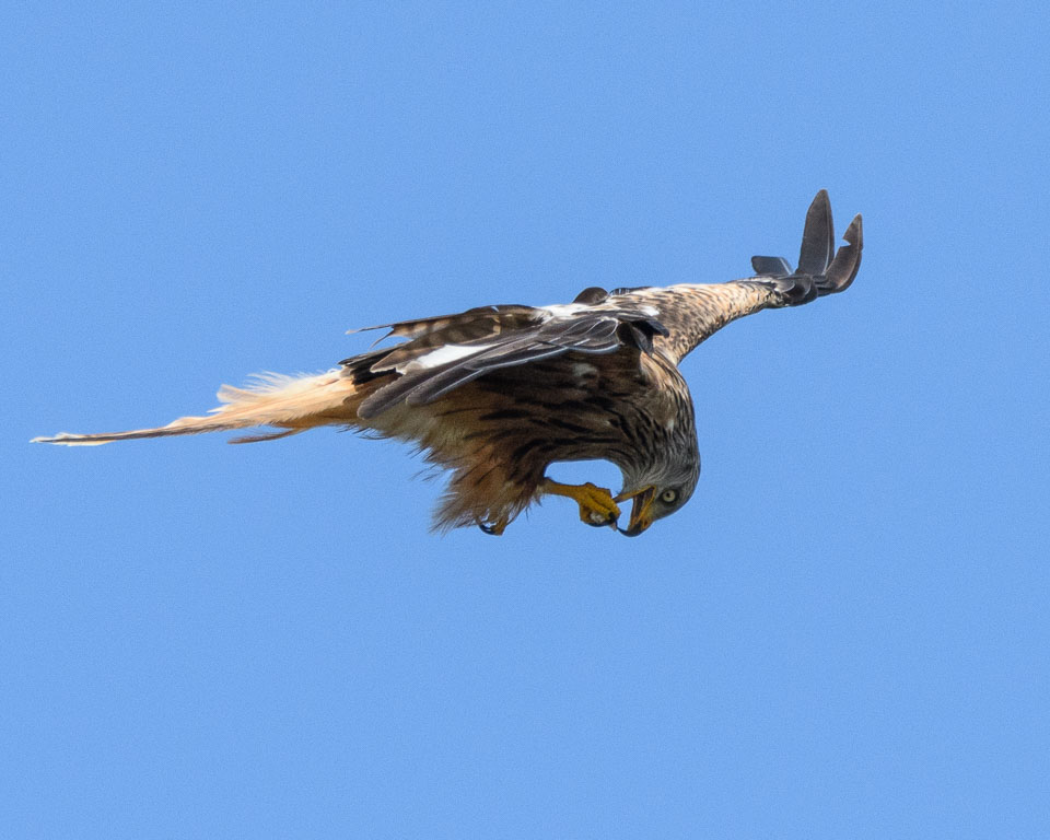 20170706WalesBirds0194.jpg