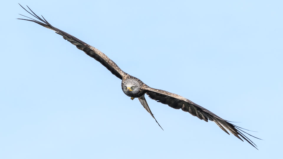 20170706WalesBirds0542.jpg