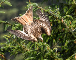 20170706WalesBirds0101.jpg